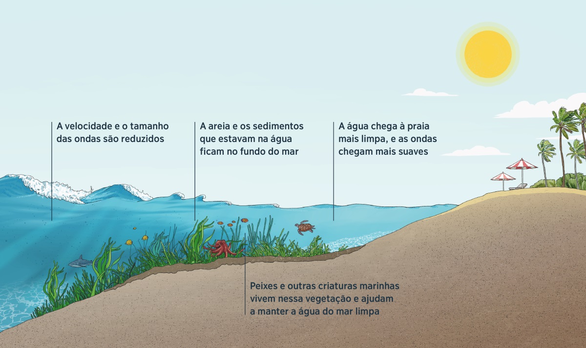 Uma imagem mostra ondas a chegar a uma praia. É possível ver o fundo do mar, a erva marinha e criaturas marinhas. Á medida que as ondas se aproximam da costa, a erva marinha reduz o seu tamanho e a velocidade, e remove os sedimentos da água. Peixes e outras criaturas marinhas vivem nessa vegetação. A água chega à praia mais limpa, e as ondas chegam mais suaves.