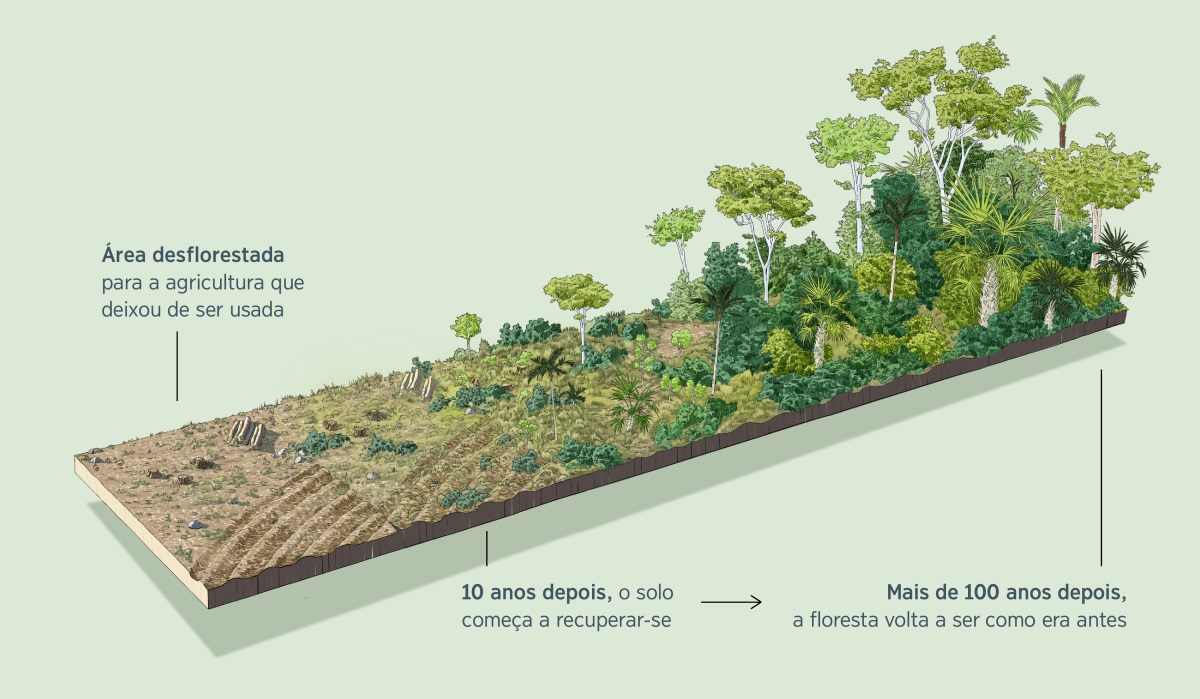 Uma imagem mostra uma área desflorestada para a agricultura que deixou de ser usada. Dez anos depois, o solo começa a recuperar-se. Cem ou mais anos depois, a floresta recupera-se totalmente.