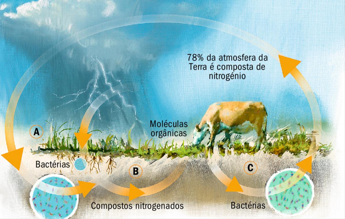 O ciclo do nitrogénio