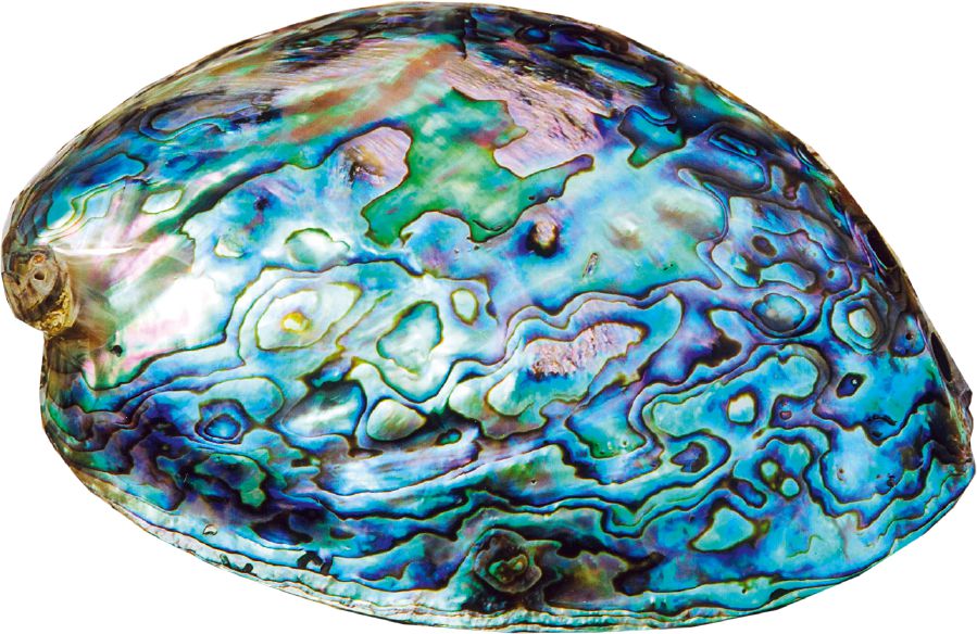 Uma concha abalone