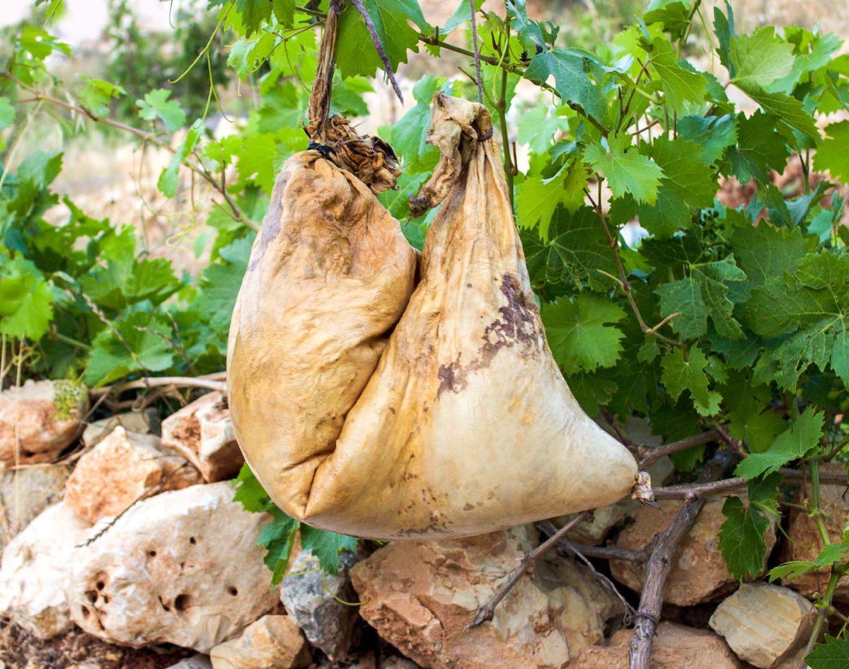 Odres de vinho