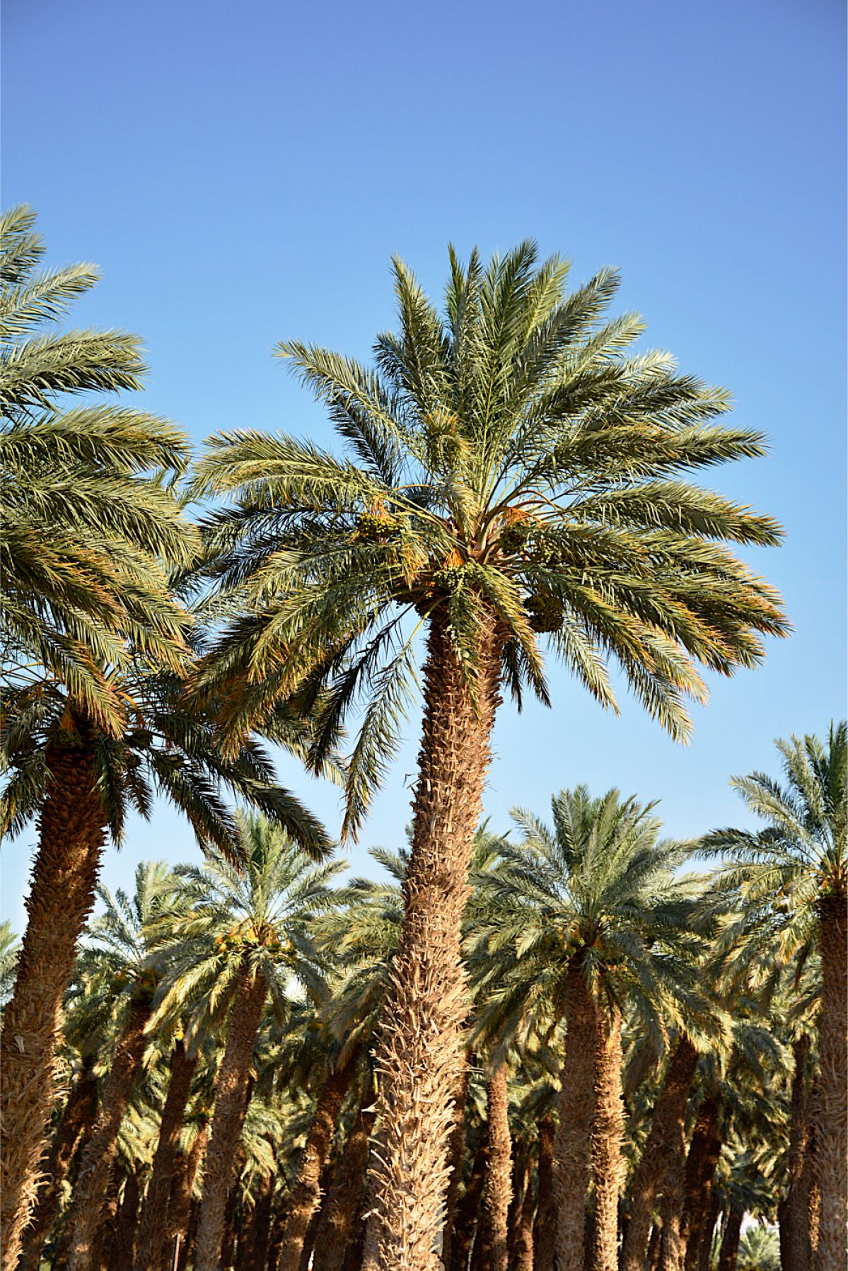 Palmeira