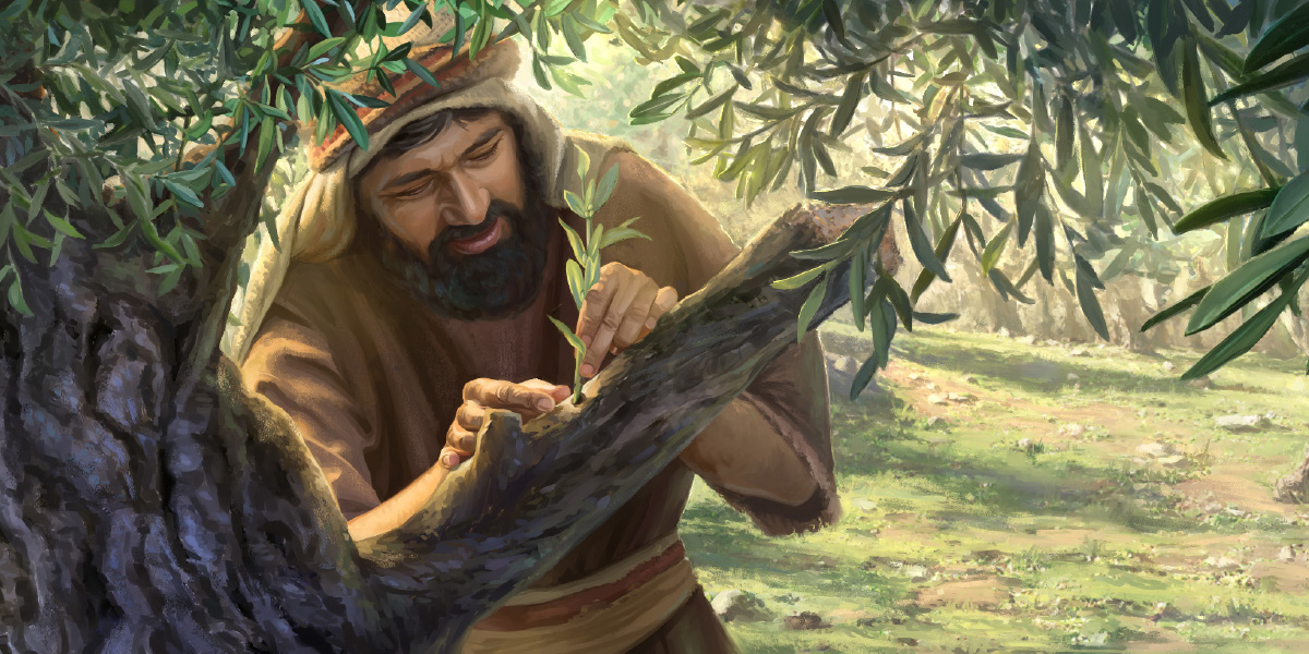 Enxertando um ramo de oliveira silvestre em uma oliveira cultivada