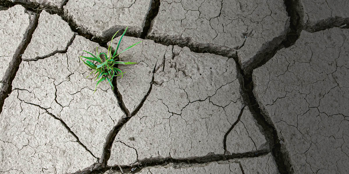 Un suelo árido por culpa de la sequía donde solo sobrevive una plantita.