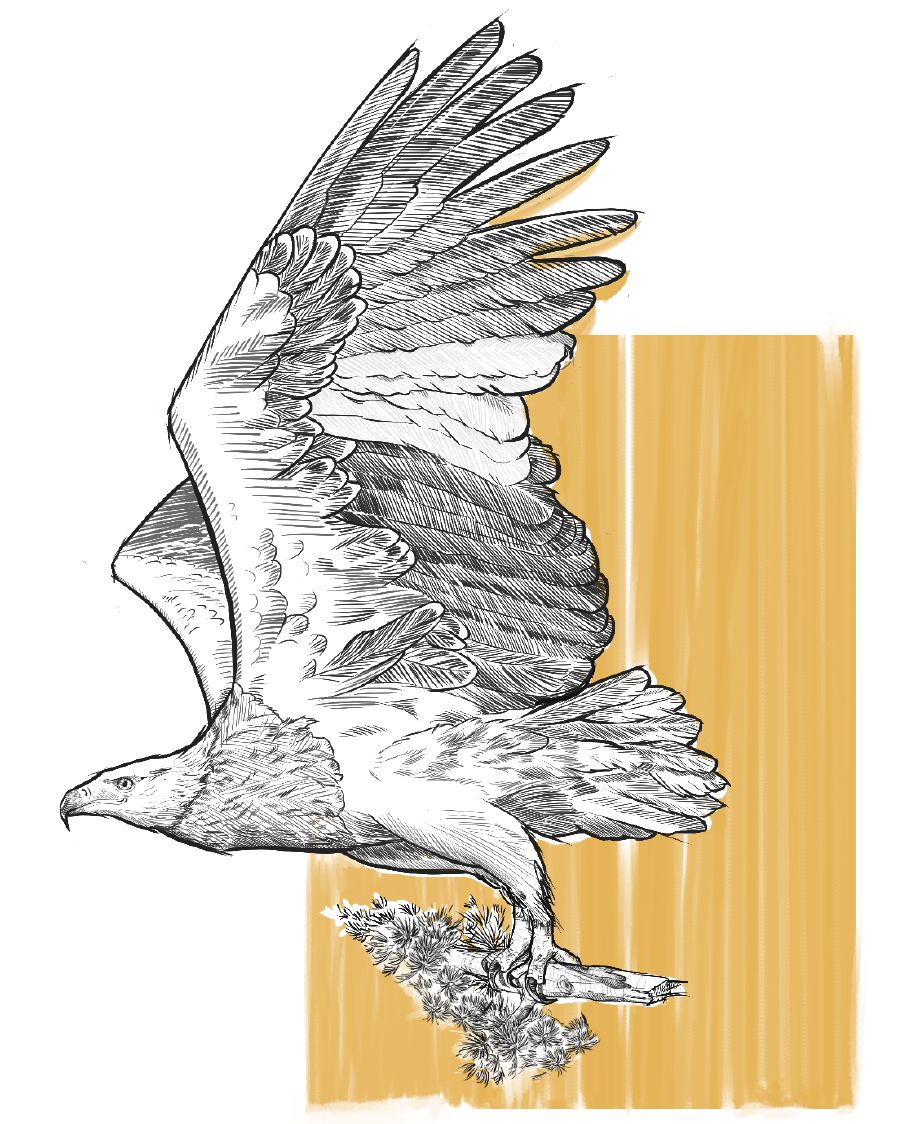 Uj águila cedro ramitata apashan.