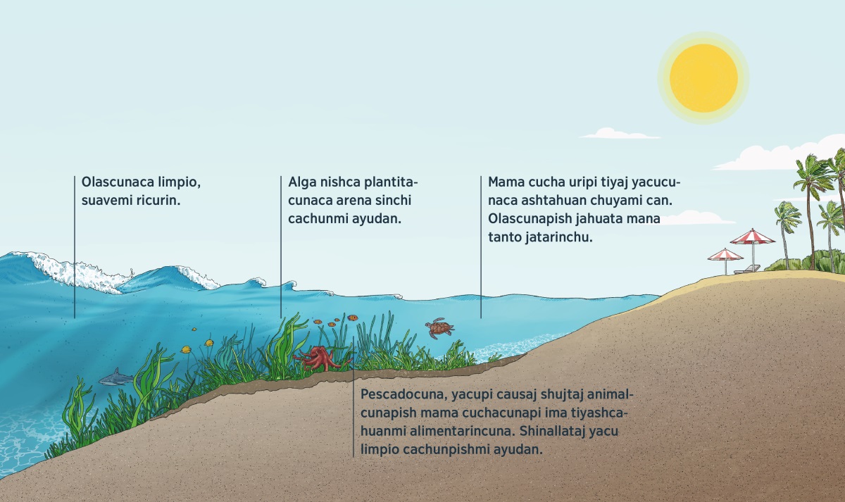 Olascuna ima shina playaman cꞌuchuyacushcata ricuchij dibujo. Cai dibujopica mama cucha ucupi ima tiyajtami ricuchin. Shinallataj plantacuna olascuna playaman ama cꞌuchuyachun jarcashcatapishmi ricuchin. Mama cuchacunapi tiyaj plantacunapimi achca pescadocuna, animalitocunapish causan. Playaman cꞌuchuyaj olasca limpio, suavemi can.