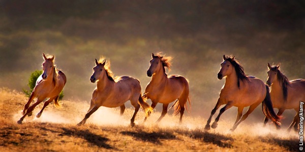 Caballokuna phawashan