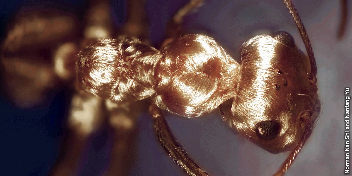 Furnica argintie de Sahara