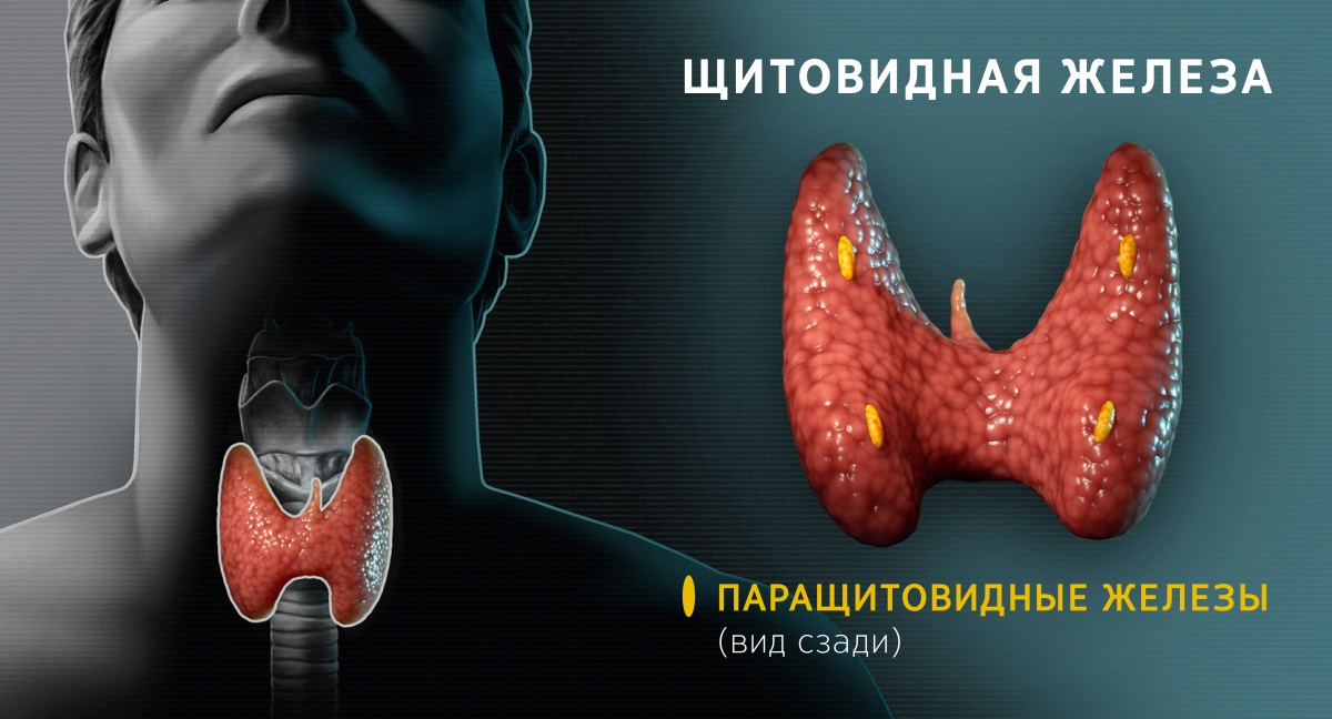 Коллаж «Щитовидная железа»: 1) расположение щитовидной железы в шее (вид спереди); 2) на обратной стороне щитовидной железы показаны паращитовидные железы.