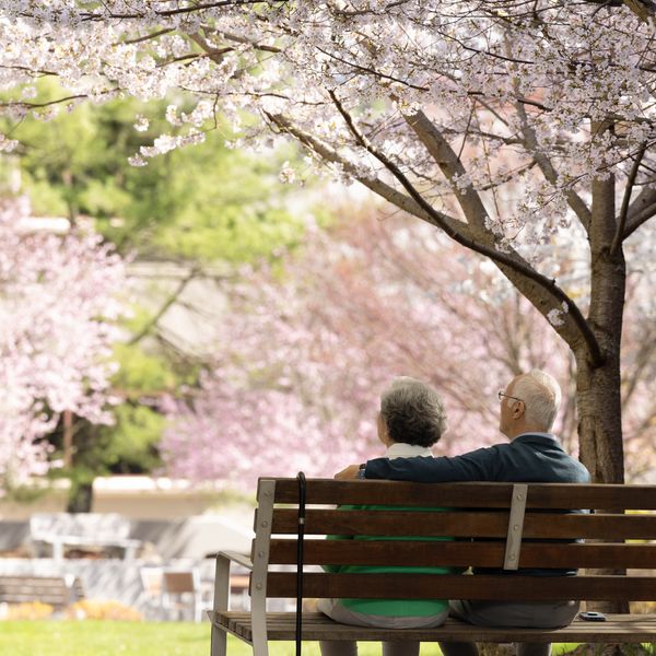 An elderly couple sitting on an outdoor bench, surrounded by blooming cherry blossom trees.