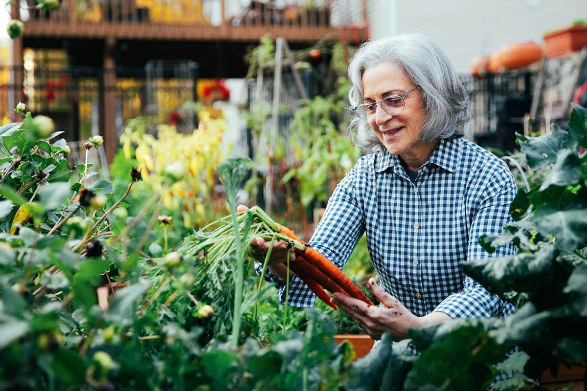 Uma senhora idosa plantando cenouras numa horta.