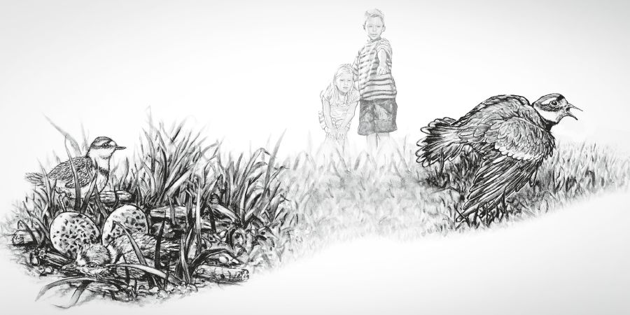 ကလေးတွေ ငှက်ပေါက်တွေနား လာတော့ ငှက်မကြီးက တောင်ပံတစ်ဖက်ဆွဲပြီး နာဟန်ဆောင်နေစဉ်