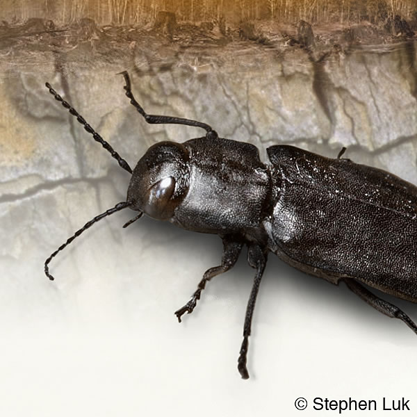 [Prameň ilustrácie]