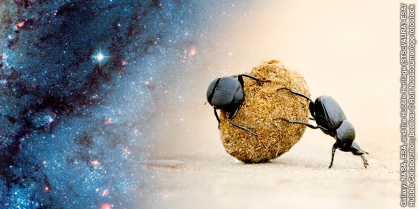 Dva chrobáky gúľajú guľôčku hnoja