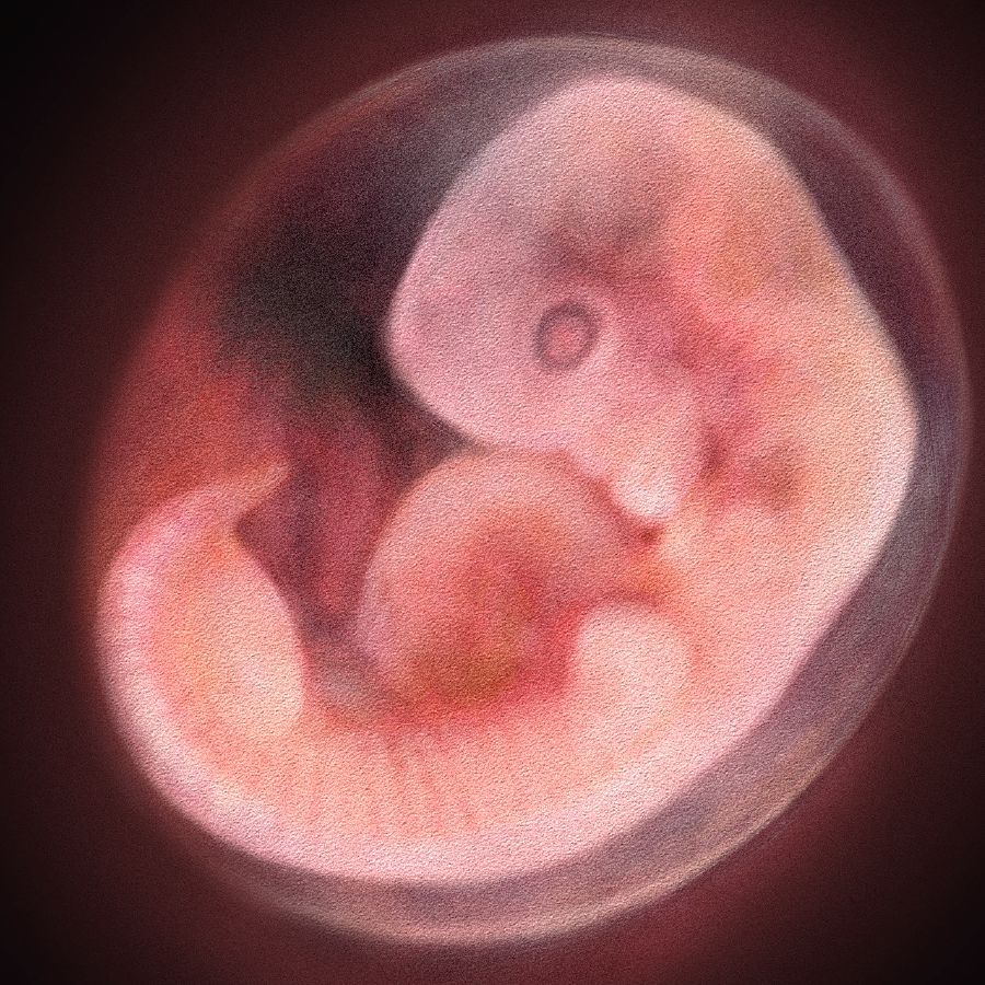 Ľudské embryo