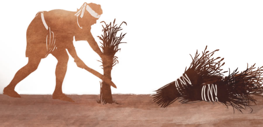 Jeden žnec zbiera a zväzuje burinu