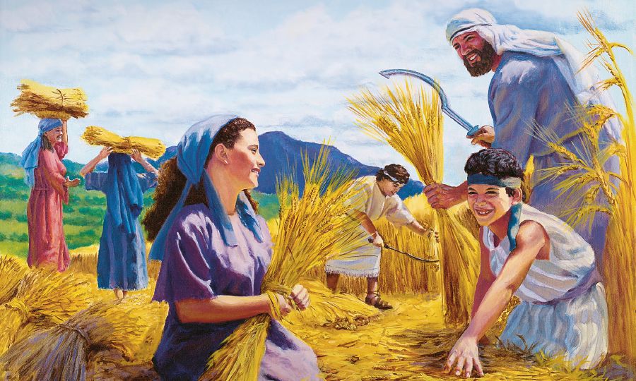 Ľudia viažu pšeničné klasy do snopov