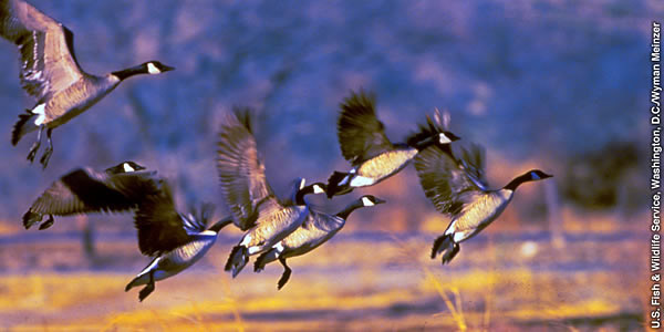 O ni manulele (geese) o loo felelei.