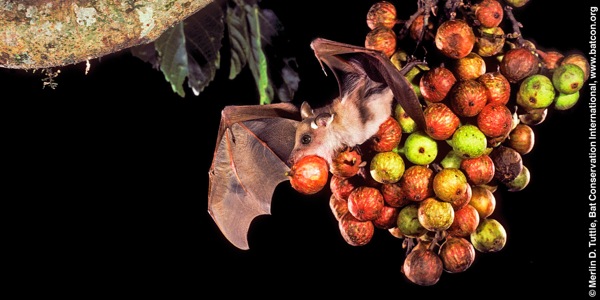 Një lakuriq frutangrënës ha frutat e një peme