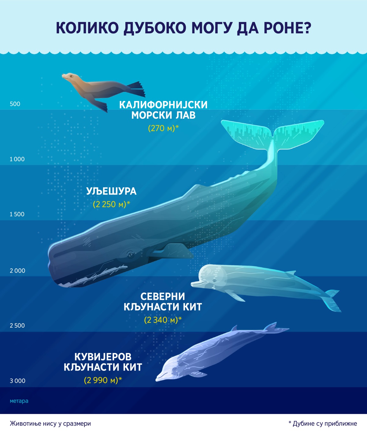 Графикон који приказује приближне дубине до којих роне четири морска сисара. 1. Калифорнијски морски лав: 270 метара. 2. Уљешура: 2 250 метара. 3. Северни кљунасти кит: 2 340 метара. 4. Кувијеров кљунасти кит: 2 990 метара.