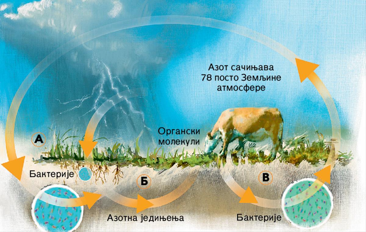 Кружење азота