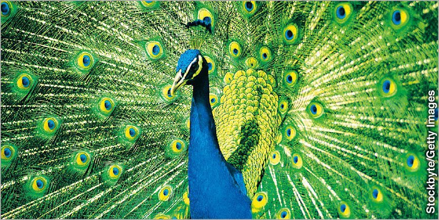 Umthintangwe (peacock)