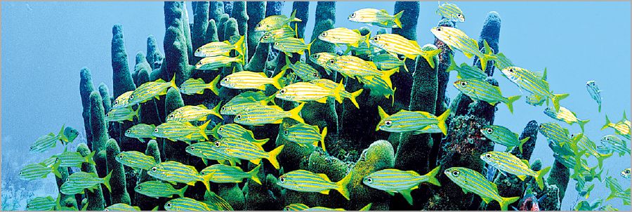 Tinhlanti tisematjeni emakhorali (coral reefs)