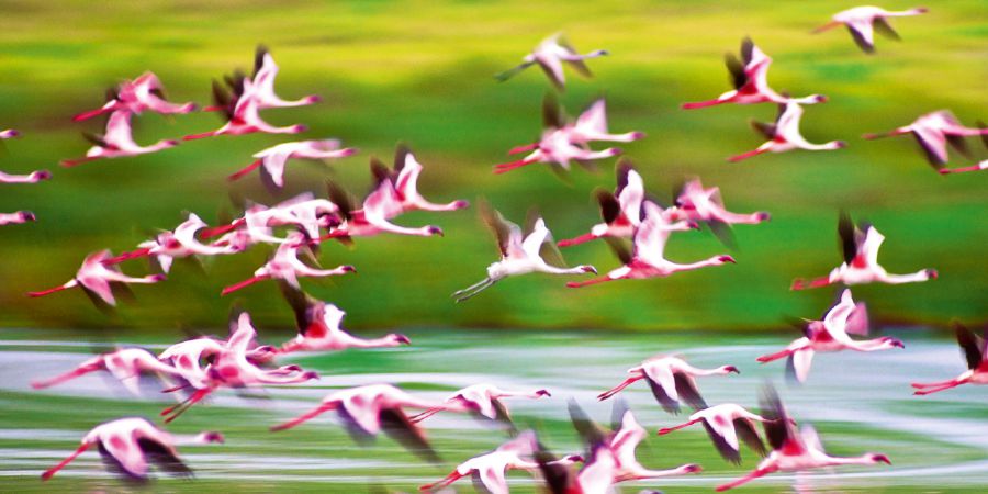 Tinyoni lokutsiwa ngema-Flamingos tiyandiza