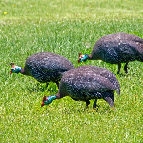 Kanga mwenye kishungi