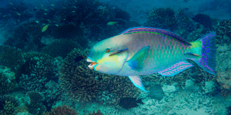 Samaki aina ya pono