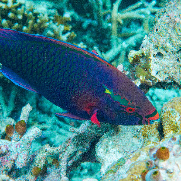 Samaki aina ya pono