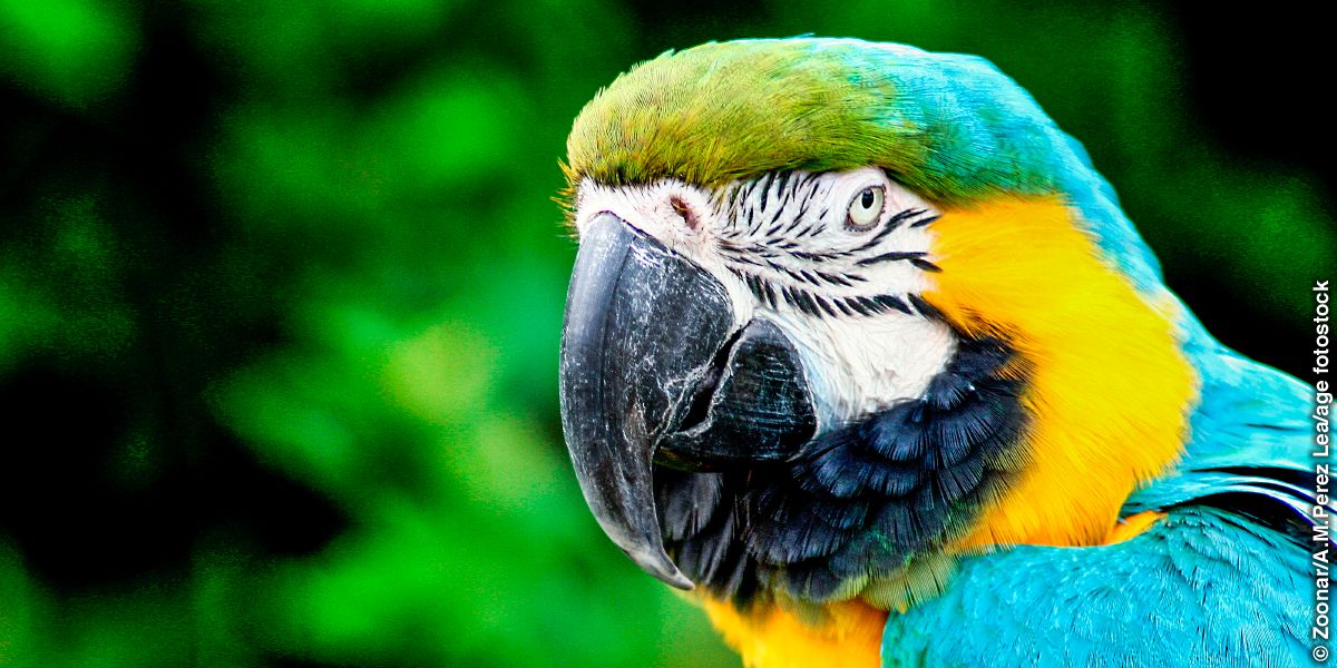 Macaw wa bluu na manjano