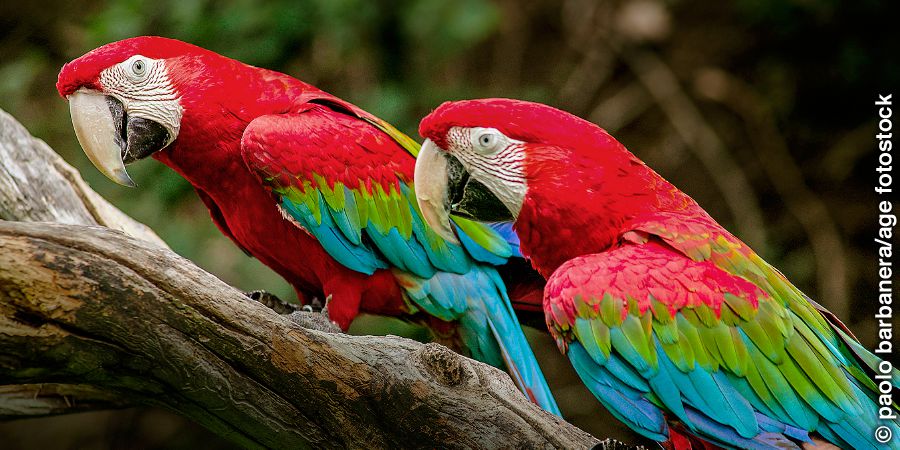 Macaw mwenye mabawa ya kijani