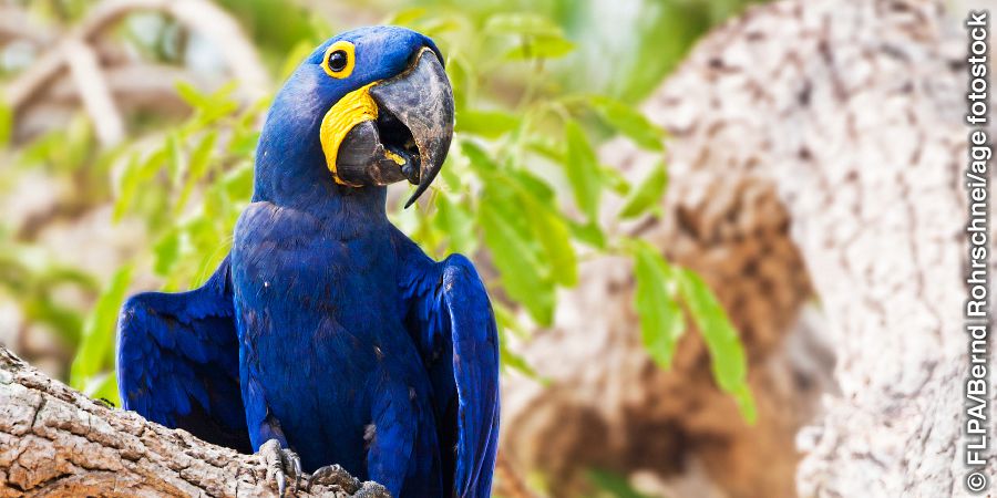 Hyacinth macaw