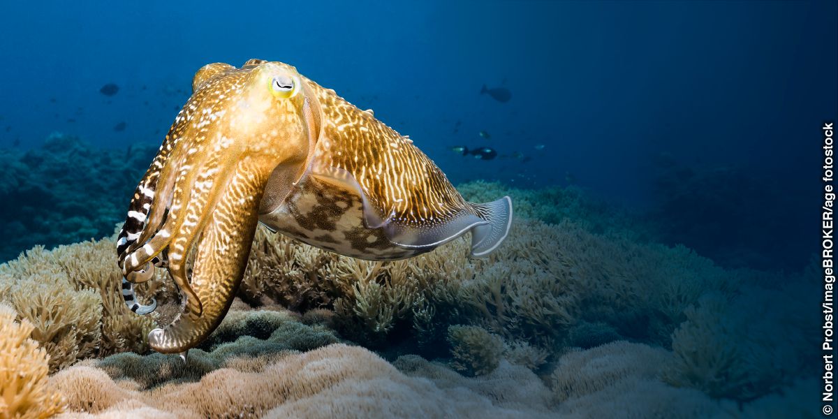 Ngisi Anayeitwa cuttlefish