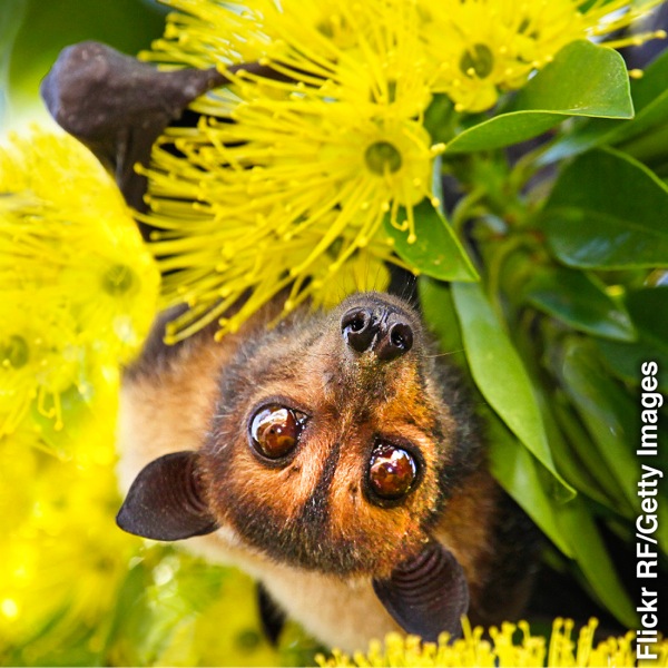 Popo anayekula matunda