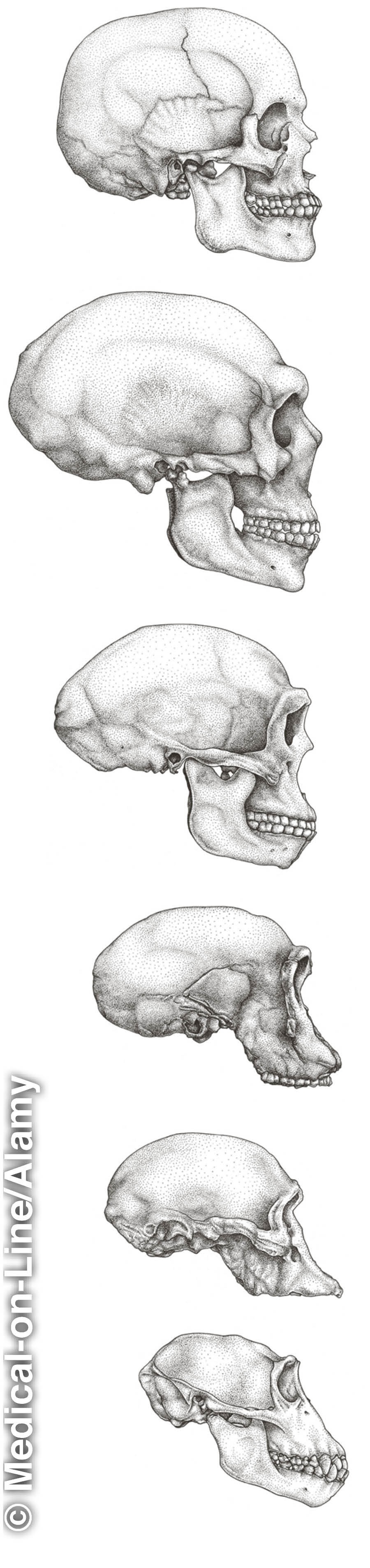 Mifupa ya kichwa ya mwanadamu na ya sokomutu