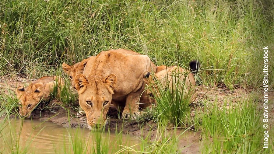 Simba jike na watoto wake wako wanakunywa maji.