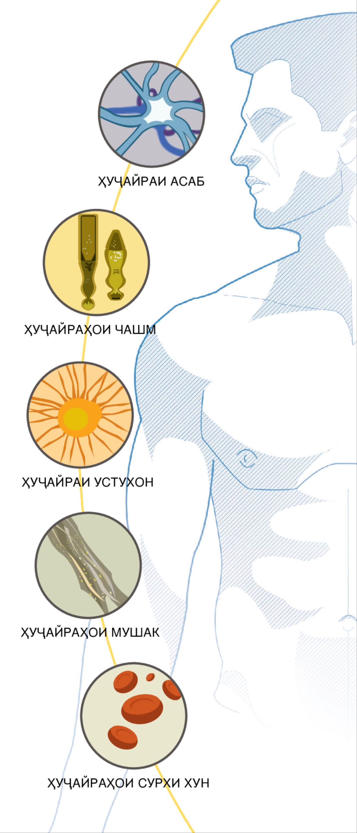Ҳуҷайраи асаб, ҳуҷайраҳои чашм, ҳуҷайраи устухон, ҳуҷайраҳои мушак ва ҳуҷайраҳои сурхи хун