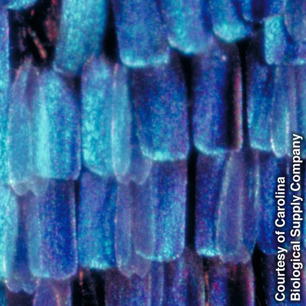 ኣብ መንገብገብ ጽምብላሊዕ ዚርአ እተደራረበ ቐጸላታት