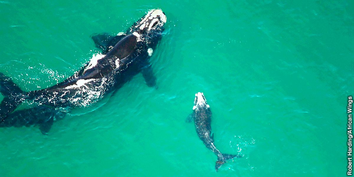 ዓሳ ኣንበሪ ራይት ምስ ውላዳ