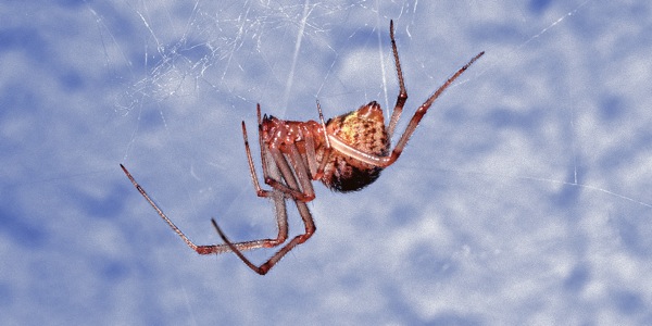 House spider na gumagawa ng sapot