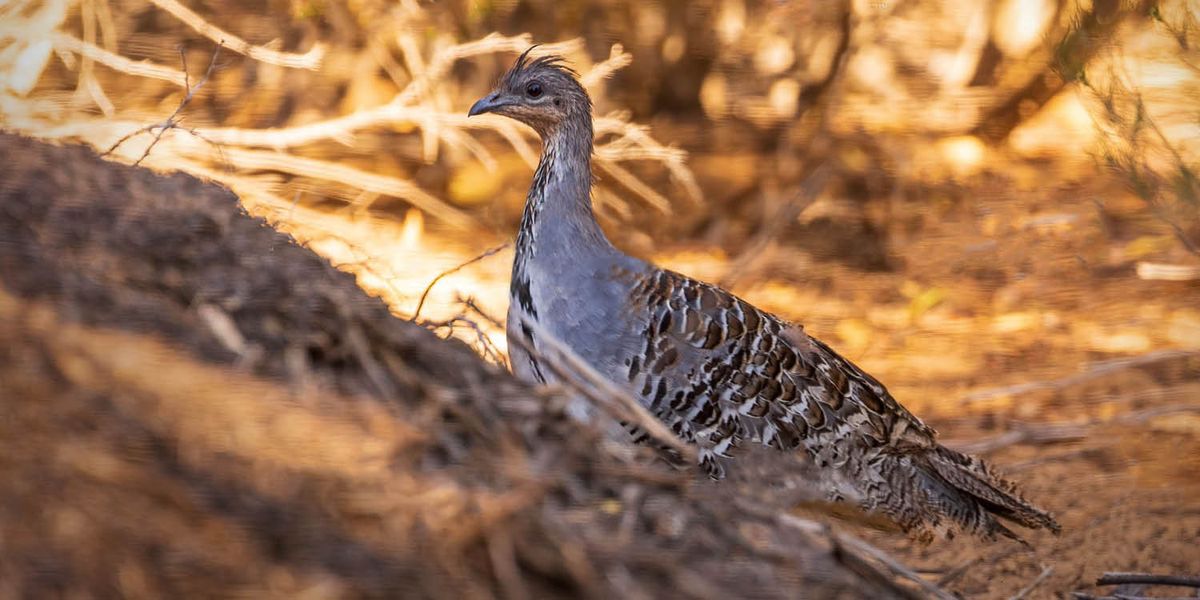 Isang malleefowl.
