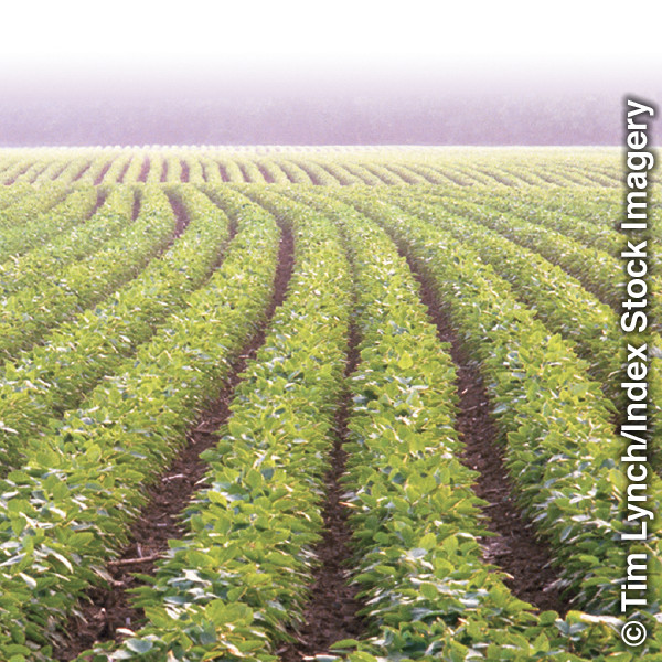 Setshwantsho mo go tsebe 87