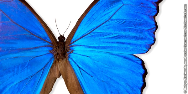 Nkonkolekwa iitegwa Blue Morpho