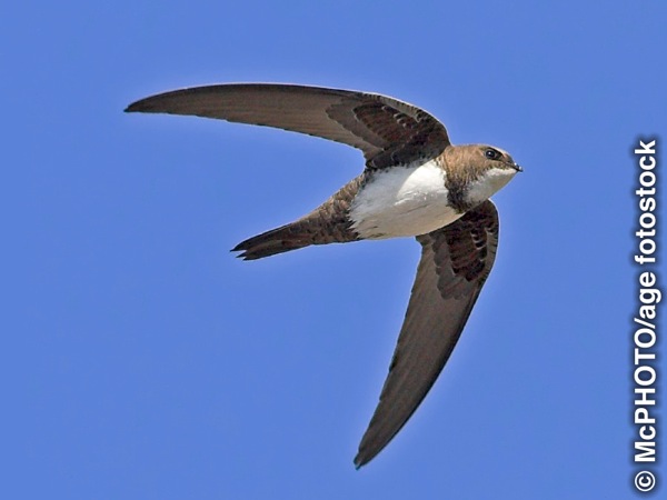 Muyuni uutegwa alpine swift