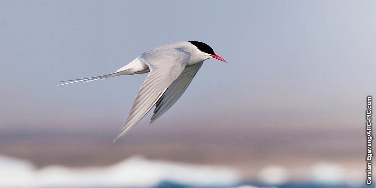 Kayuni kategwa Arctic tern