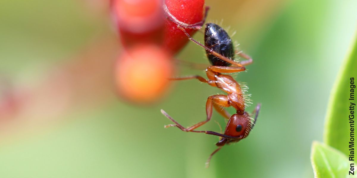 Kauka kategwa carpenter ant kasalazya meja