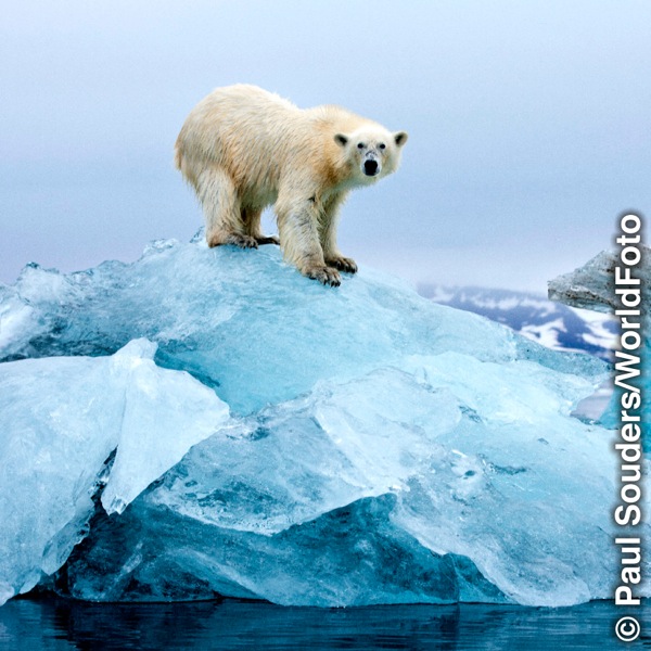 Oso polar lakya hielo