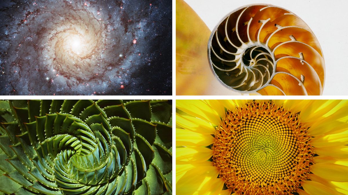 Makgapitsi dibujos nema masiya pi makgapitsi tuku anan kkakilhtamaku takgalhspittawilanit chuna la lakgnukgo. 1. Galaxia. 2. Xmakgkgoxkga tantum nautilo. 3. Xtuwan kiwi. 4. Akgatum irasol.